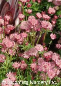 Astrantia major 'Hadspen Blood'